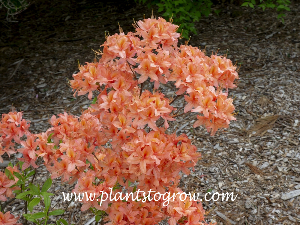 Spicy Lights Azalea
At the beginning of the bloom. (May 2)